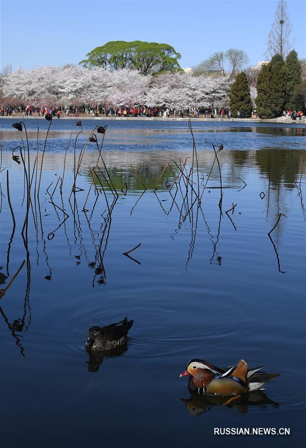 Начала цвести сакура в пекинском парке Юйюаньтань