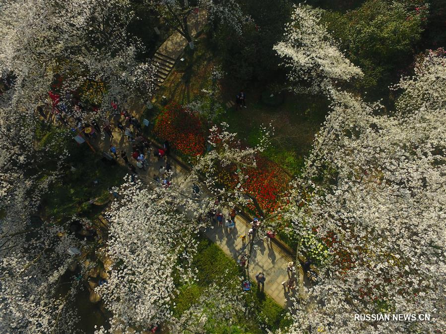 Вишневые сады провинции Хунань в лучах весеннего солнца 