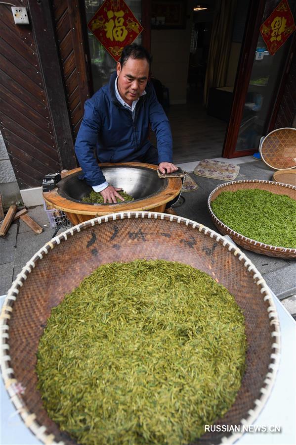 На берегах озера Сиху начался сбор чая "Лунцзин"