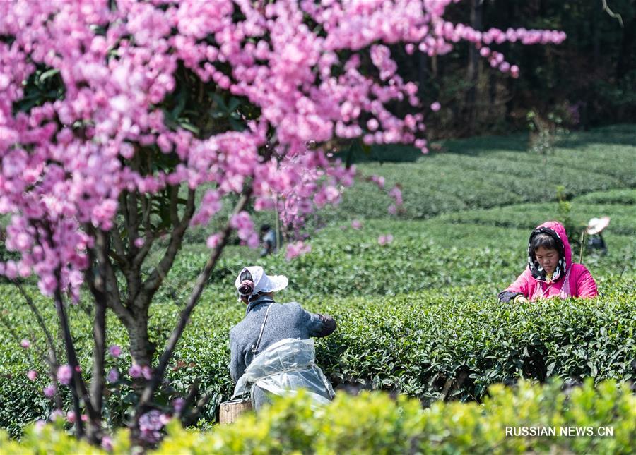 Сбор весеннего чая в уезде Фэнган