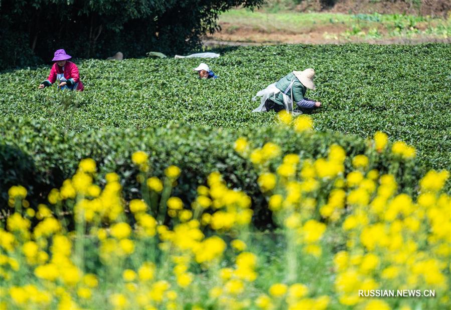 Сбор весеннего чая в уезде Фэнган