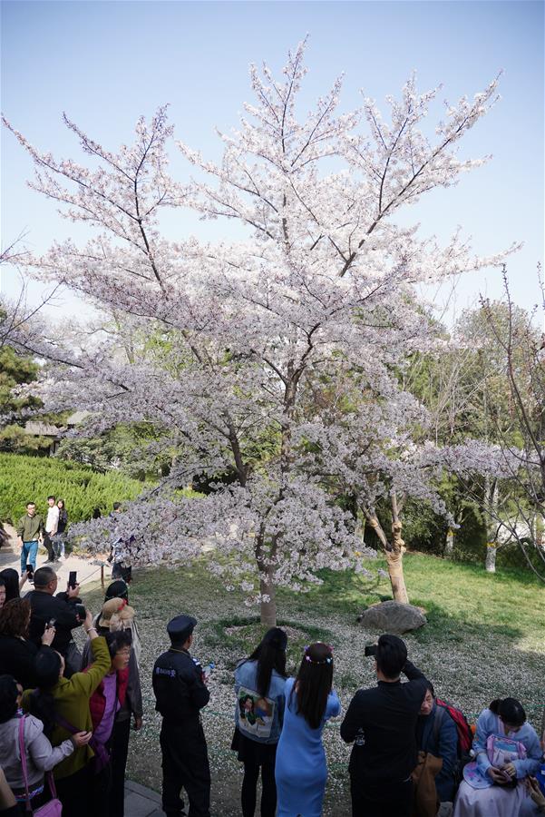 Цветение сакуры в монастыре Цинлунсы в Сиане