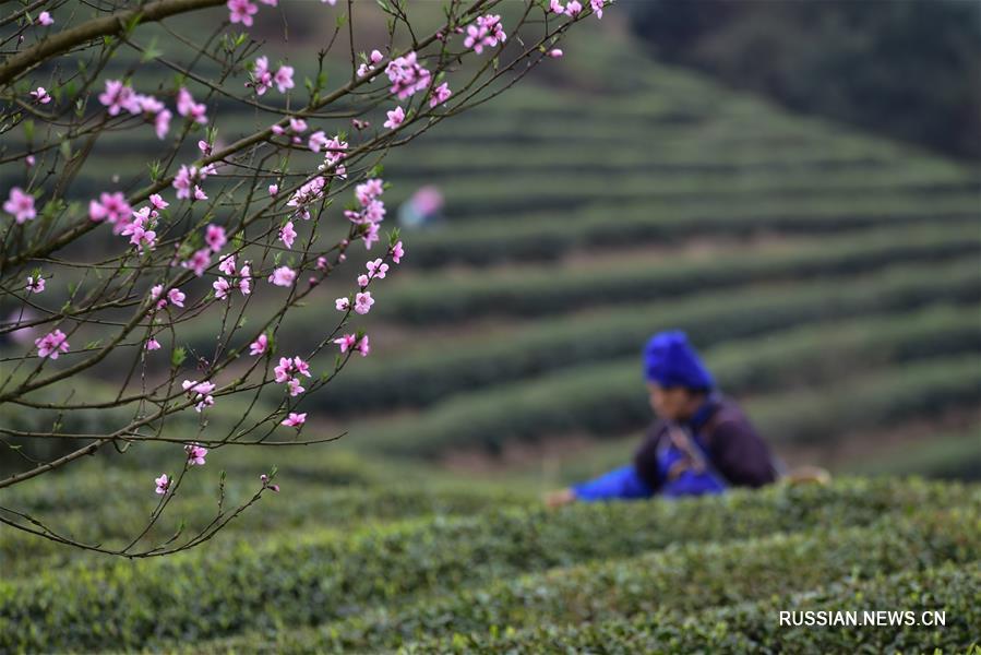 Сбор весеннего урожая чая в Китае