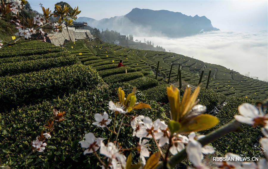 Сбор весеннего урожая чая в Китае