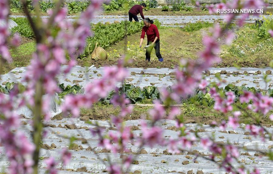 Весенние сельскохозяйственные работы в Китае