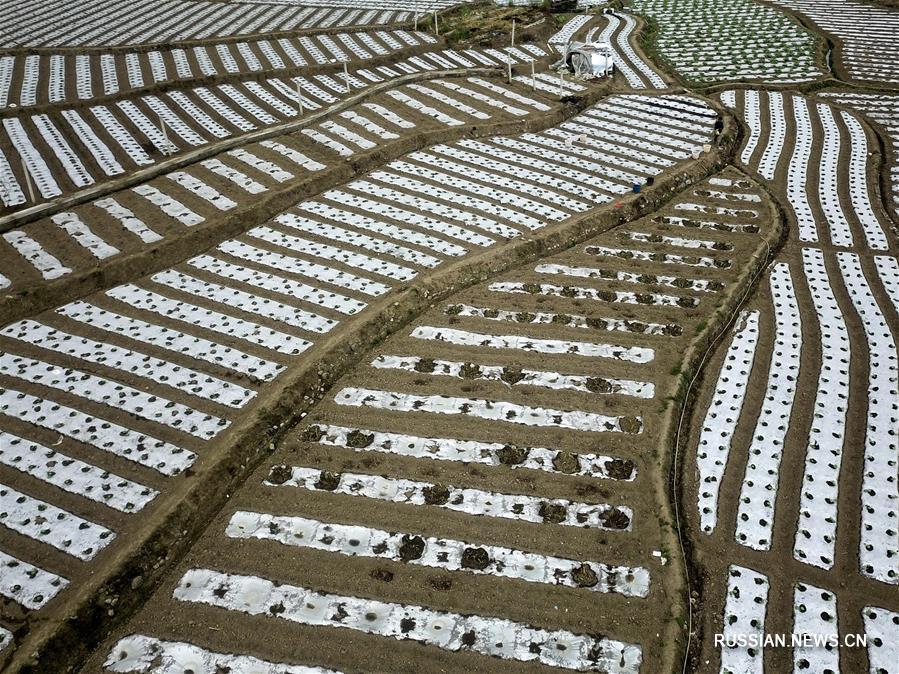 Овощная база в уезде Гуаньлин провинции Гуйчжоу