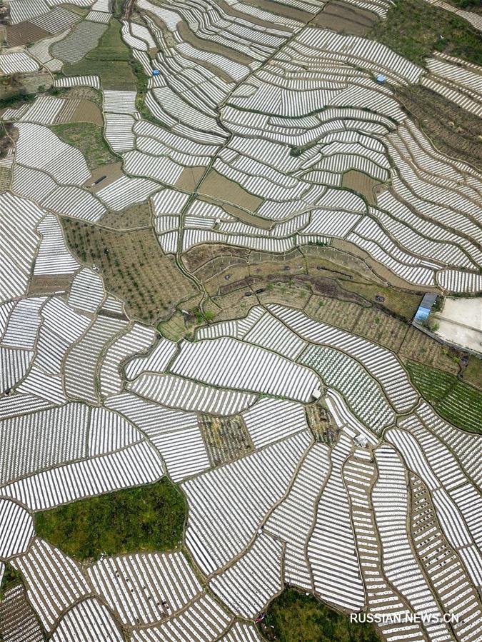 Овощная база в уезде Гуаньлин провинции Гуйчжоу