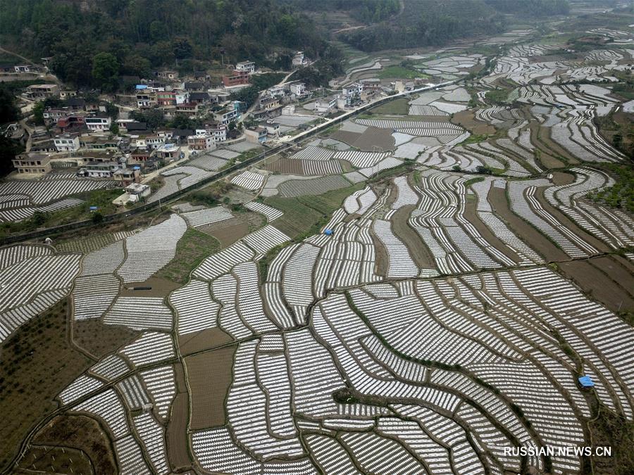 Овощная база в уезде Гуаньлин провинции Гуйчжоу