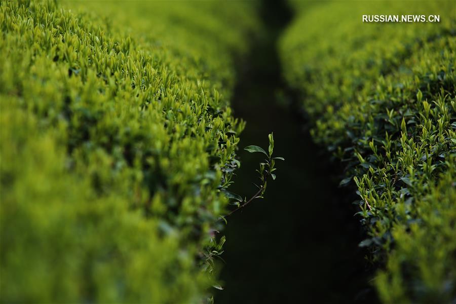 Чайные плантации в Уишане готовятся к сбору урожая
