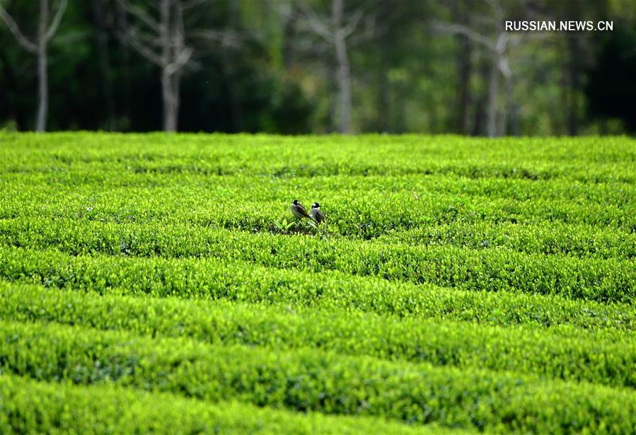 Чайные плантации в Уишане готовятся к сбору урожая