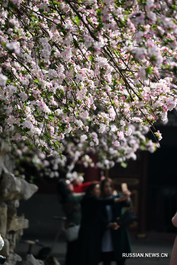 Буйное цветение яблони-китайки в уезде Чжэндин пров. Хэбэй