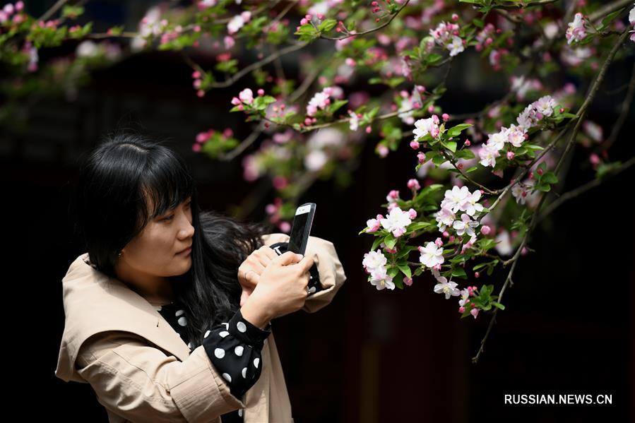 Буйное цветение яблони-китайки в уезде Чжэндин пров. Хэбэй