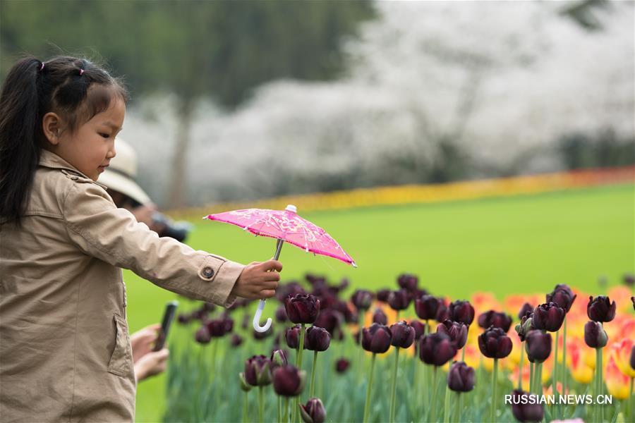 Цветение тюльпанов и вишен в парке Тайцзывань