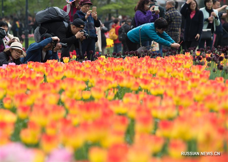 Цветение тюльпанов и вишен в парке Тайцзывань