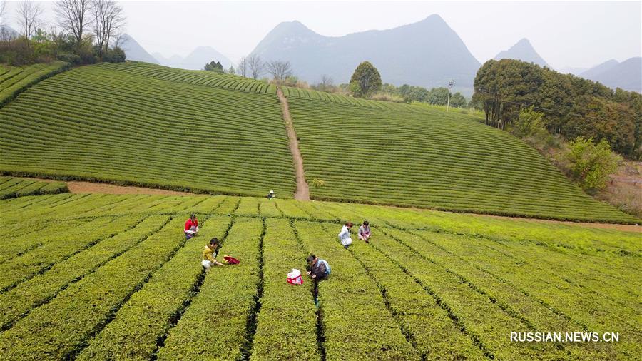 Сбор весеннего чая в провинции Гуйчжоу