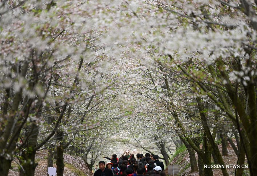 "Заснеженные" кроны цветущих вишен в провинции Гуйчжоу