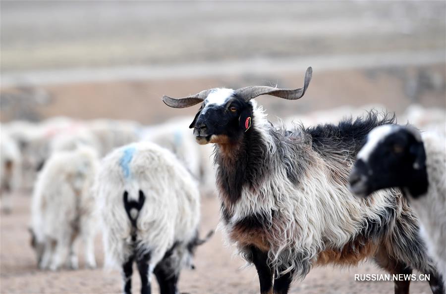 Современное земледелие и животноводство на Тибете