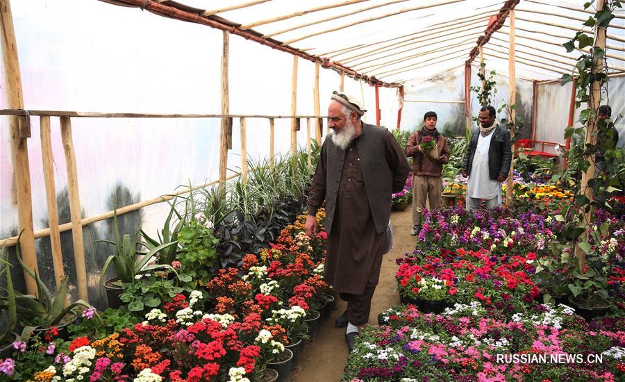 Весна в Афганистане: пора за цветами