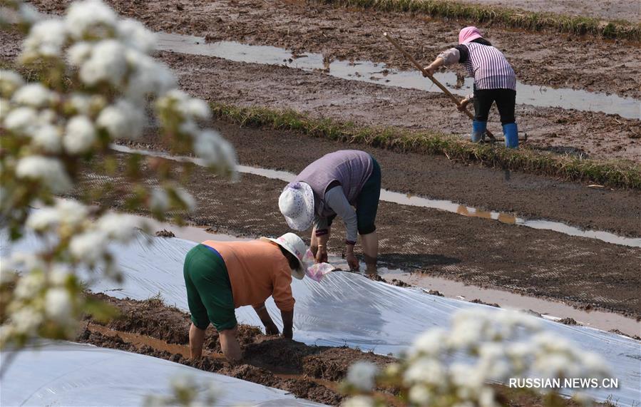 Высаживание риса в ийской деревне