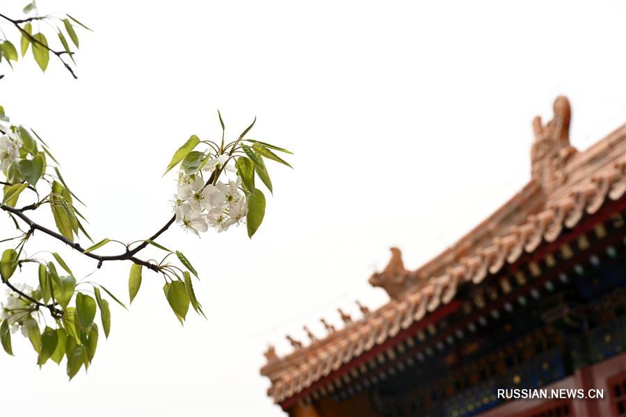 Весенние цветы в Запретном городе