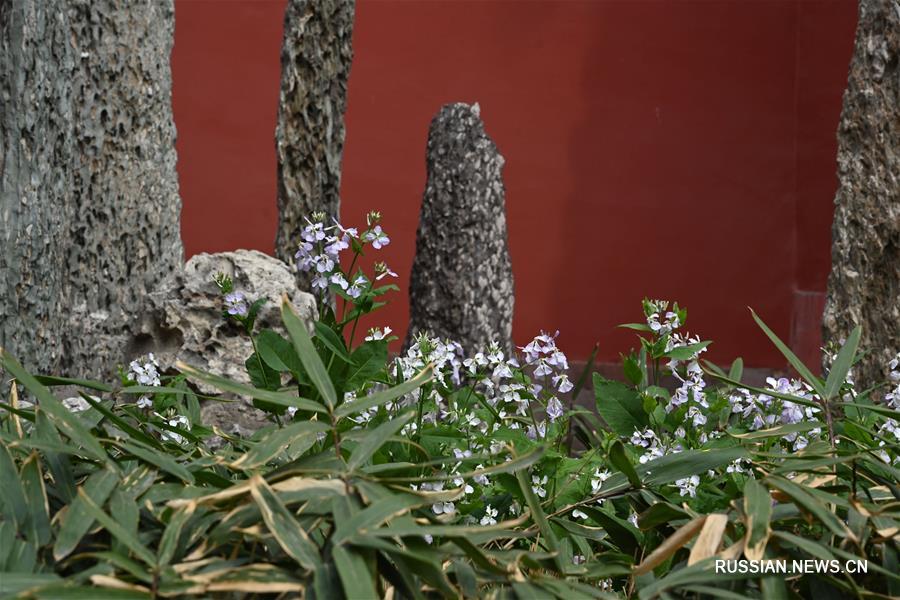 Весенние цветы в Запретном городе