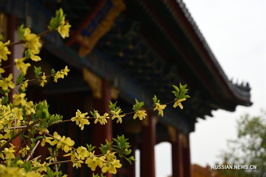 Весенние цветы в Запретном городе
