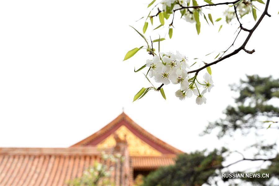 Весенние цветы в Запретном городе