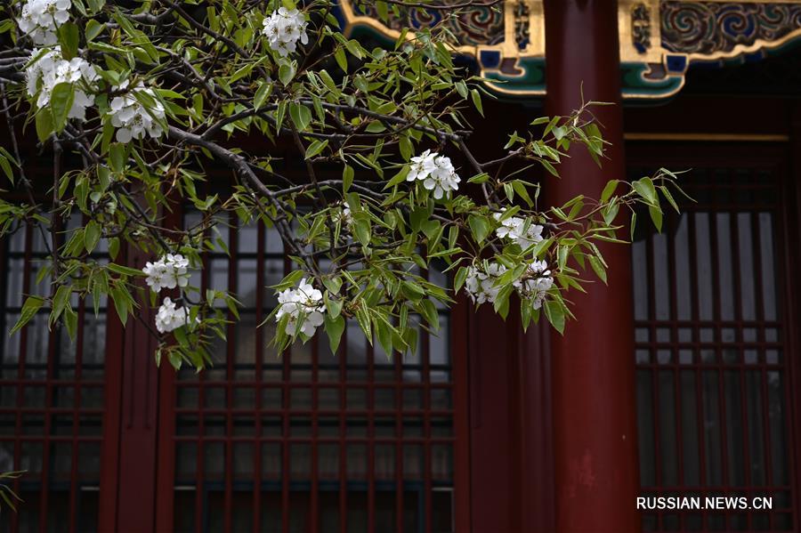 Весенние цветы в Запретном городе