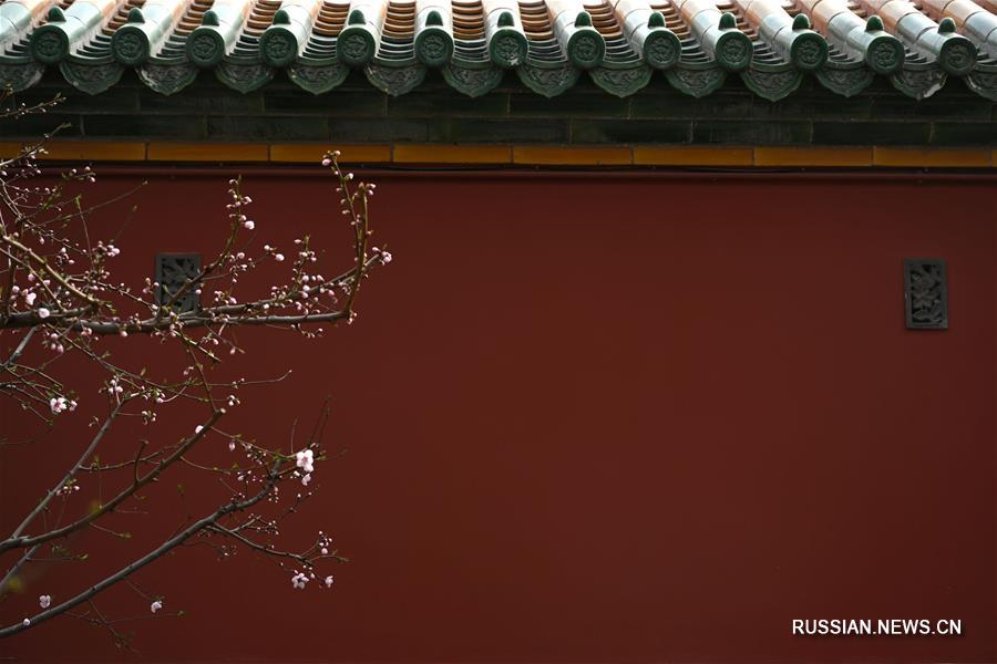 Весенние цветы в Запретном городе