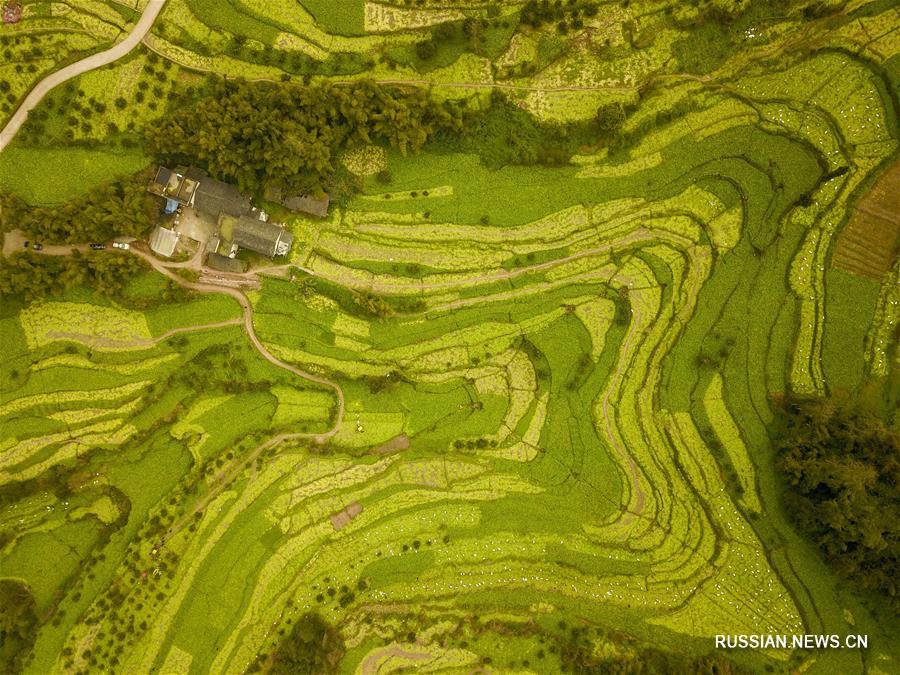 Производство квашеной овощной горчицы в Чунцине