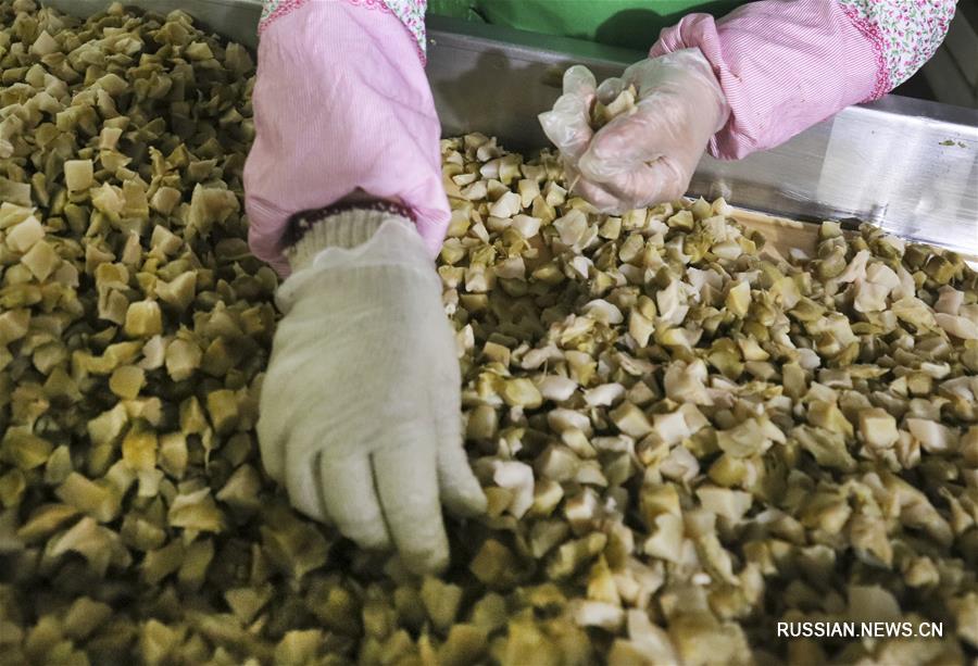 Производство квашеной овощной горчицы в Чунцине