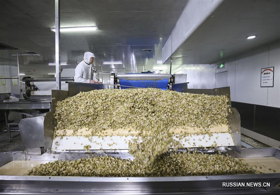 Производство квашеной овощной горчицы в Чунцине