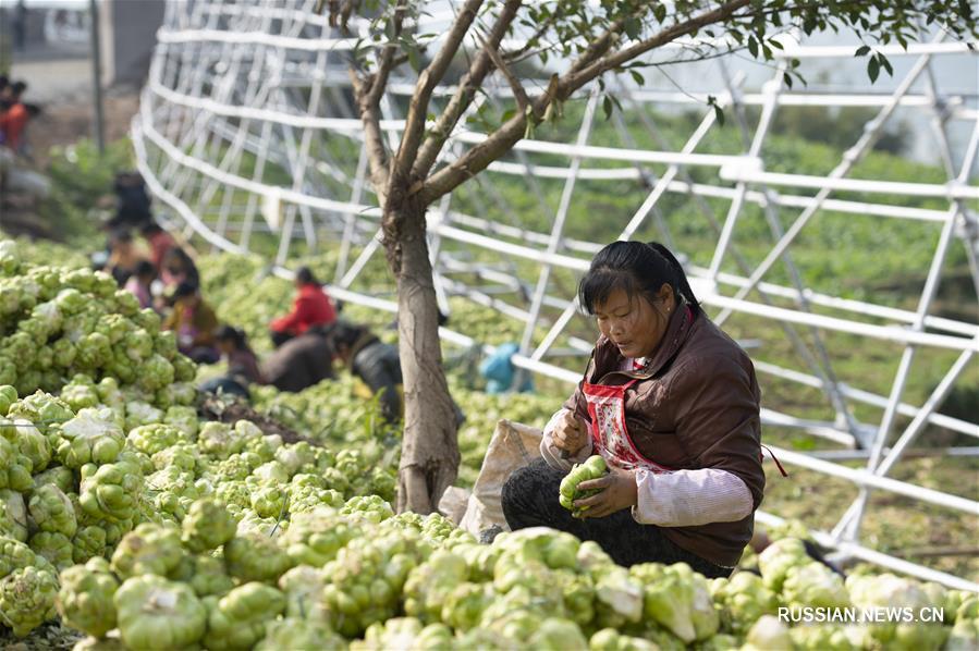 Производство квашеной овощной горчицы в Чунцине