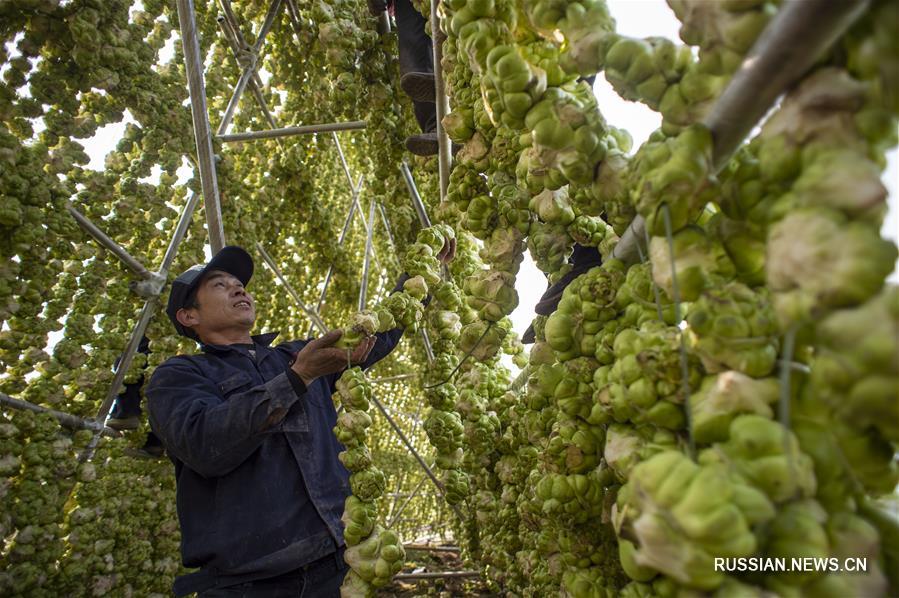 Производство квашеной овощной горчицы в Чунцине