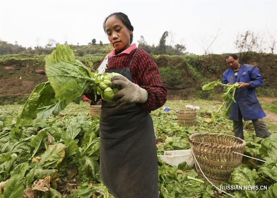 Производство квашеной овощной горчицы в Чунцине