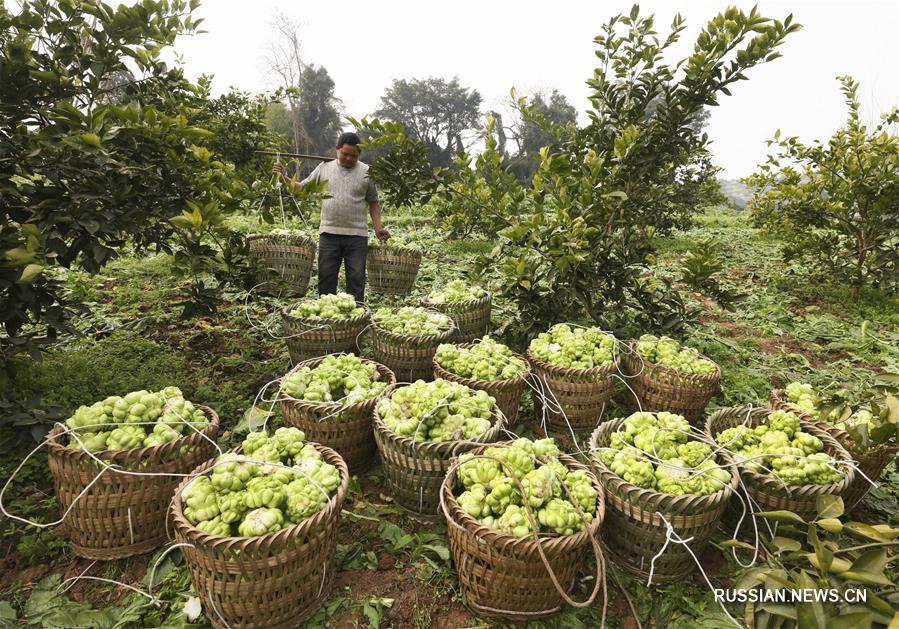Производство квашеной овощной горчицы в Чунцине