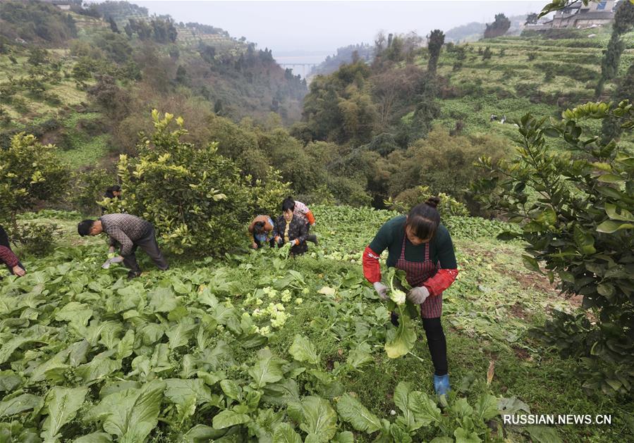 Производство квашеной овощной горчицы в Чунцине