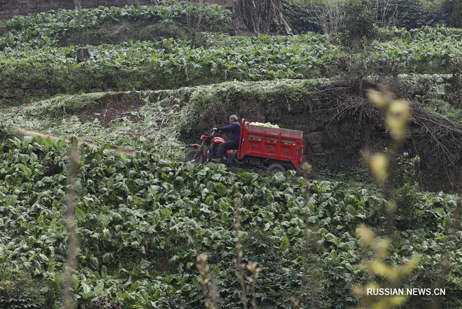 Производство квашеной овощной горчицы в Чунцине