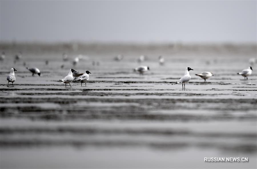 Чайки на отмелях в Новом приморском районе Тяньцзиня