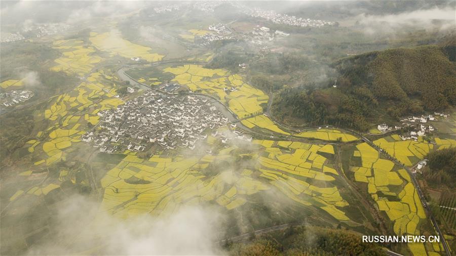 Живописные рапсовые поля в провинции Аньхой
