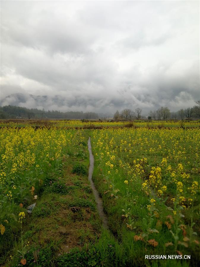Живописные рапсовые поля в провинции Аньхой