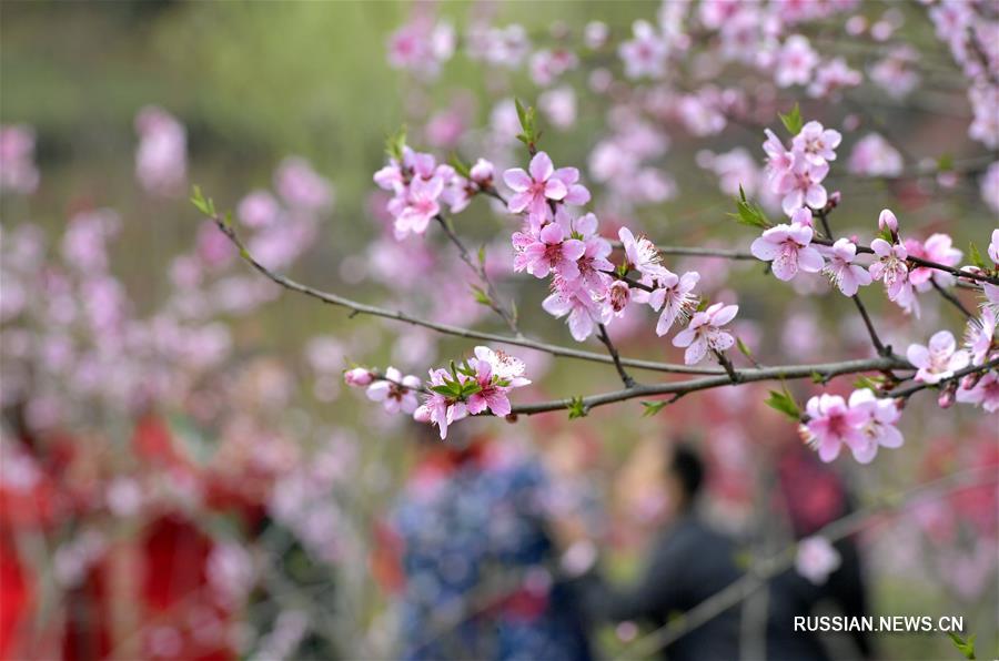 Цветущие сады в Эньши