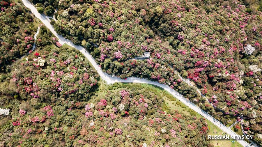 Цветущие азалии в провинции Гуйчжоу
