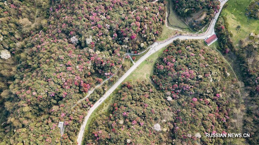 Цветущие азалии в провинции Гуйчжоу