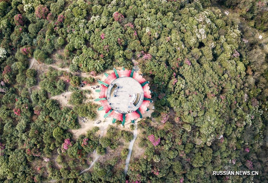 Цветущие азалии в провинции Гуйчжоу