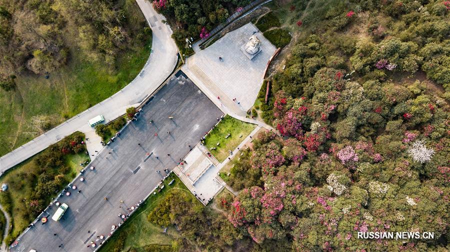 Цветущие азалии в провинции Гуйчжоу