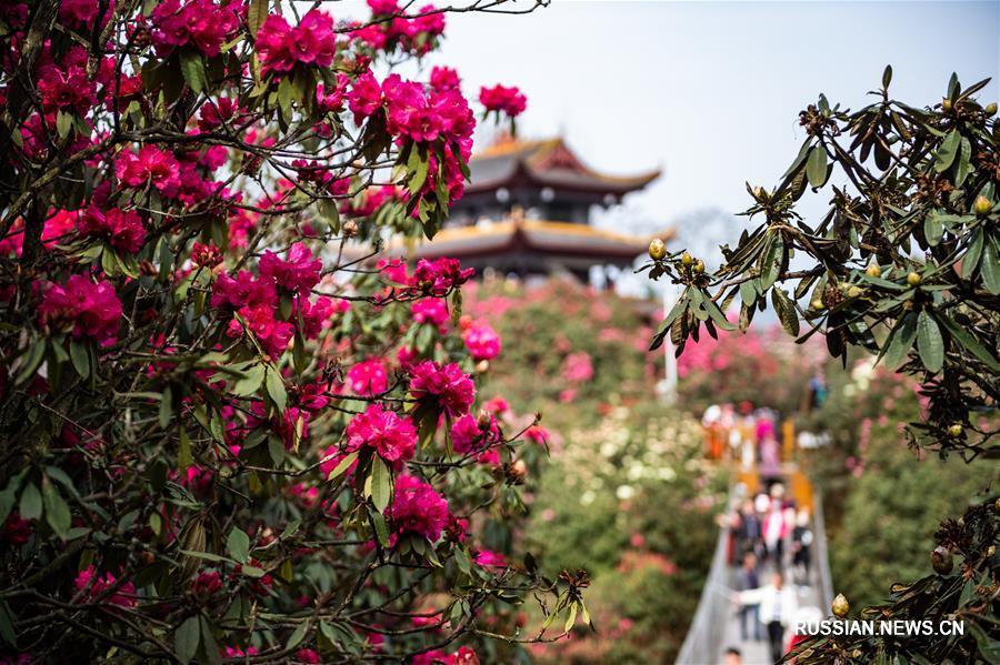 Цветущие азалии в провинции Гуйчжоу