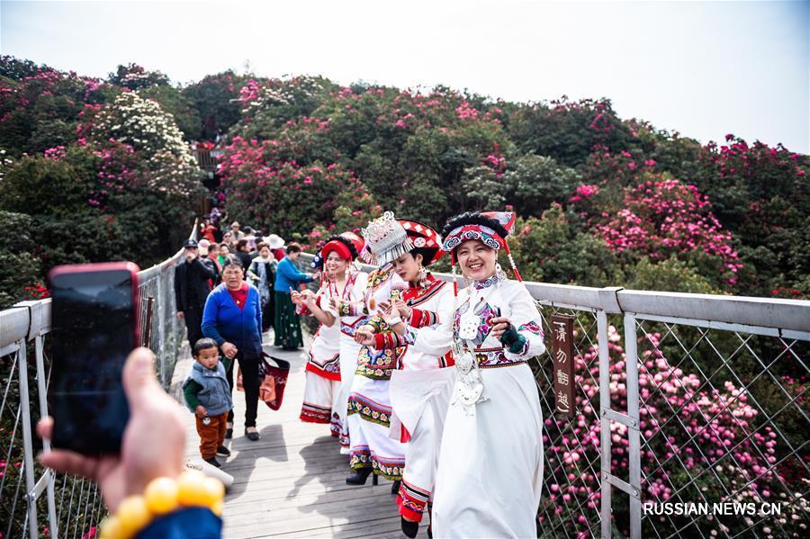 Цветущие азалии в провинции Гуйчжоу