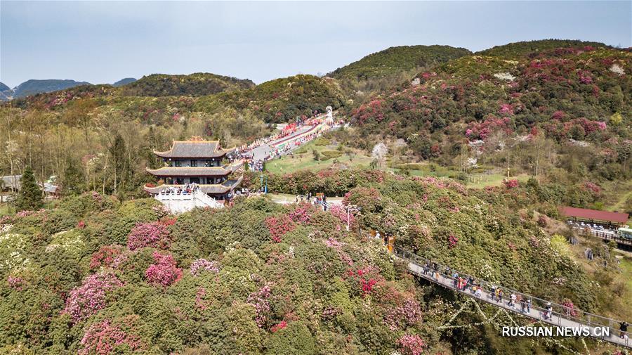 Цветущие азалии в провинции Гуйчжоу