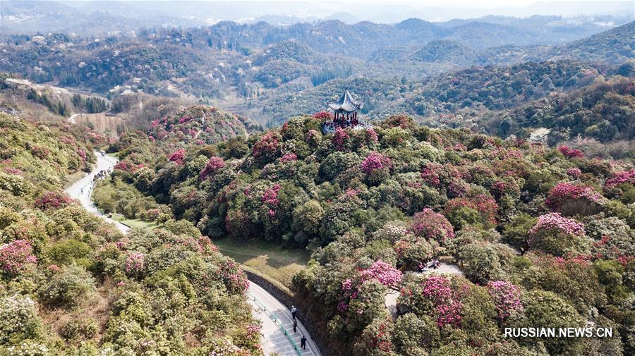 Цветущие азалии в провинции Гуйчжоу